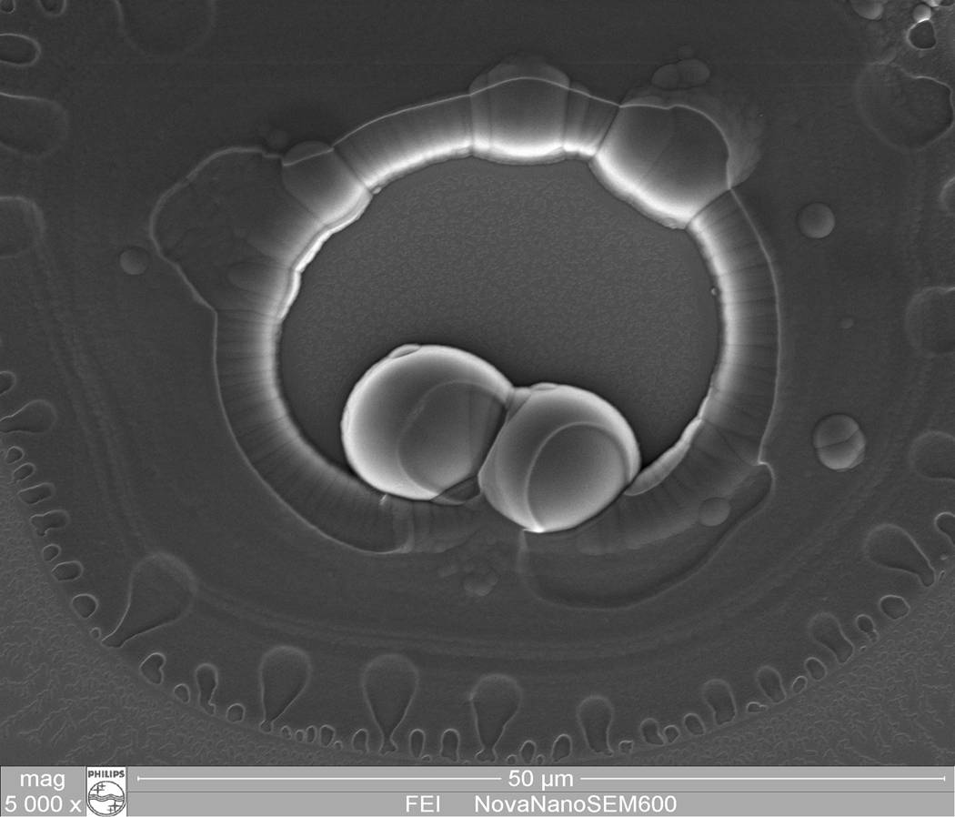 fh-embryo